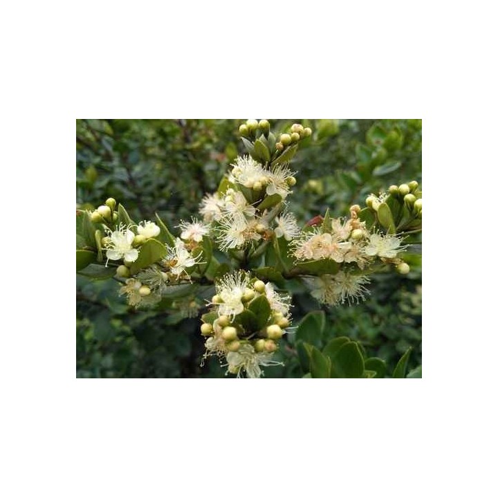 Hydrolat de Myrte verte Bio