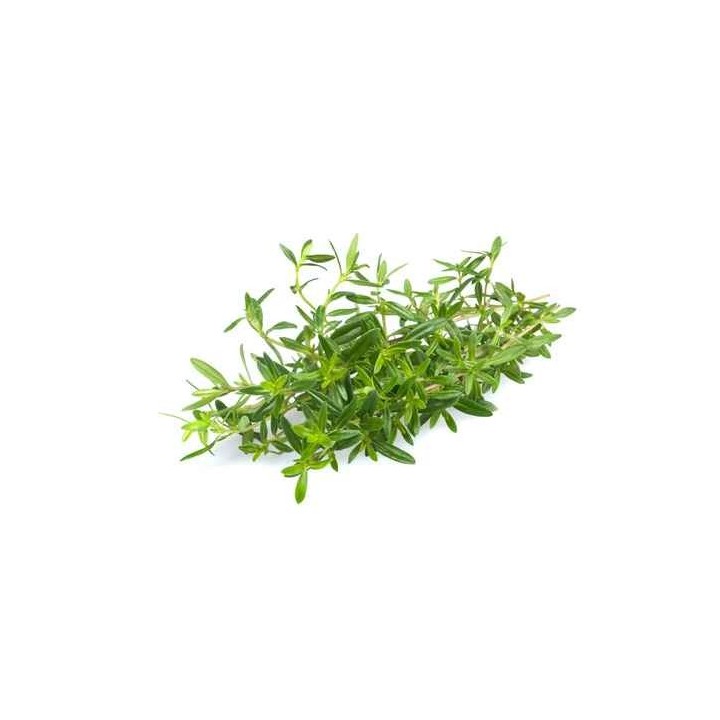 Hydrolat de Romarin Verbenone Bio