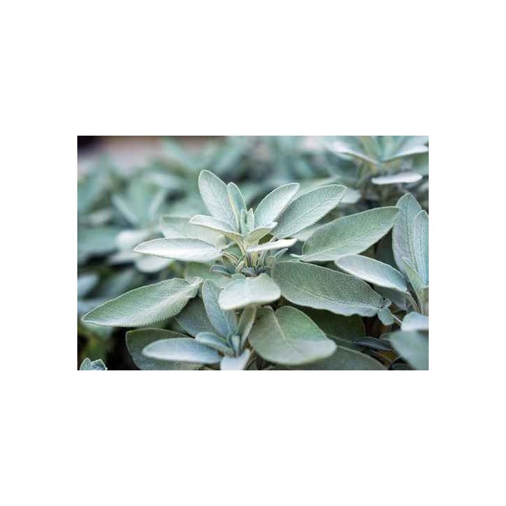 Hydrolat de Sauge officinale Bio