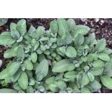 Hydrolat de Sarriette Bio