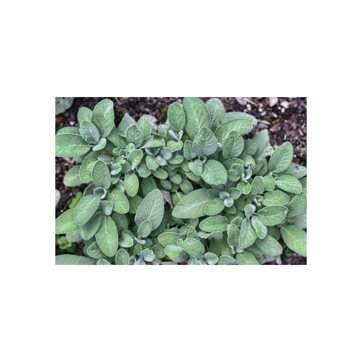 Hydrolat de Sarriette Bio