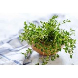 Hydrolat Thym à linalol bio