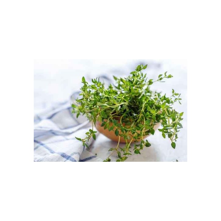 Hydrolat Thym à linalol bio