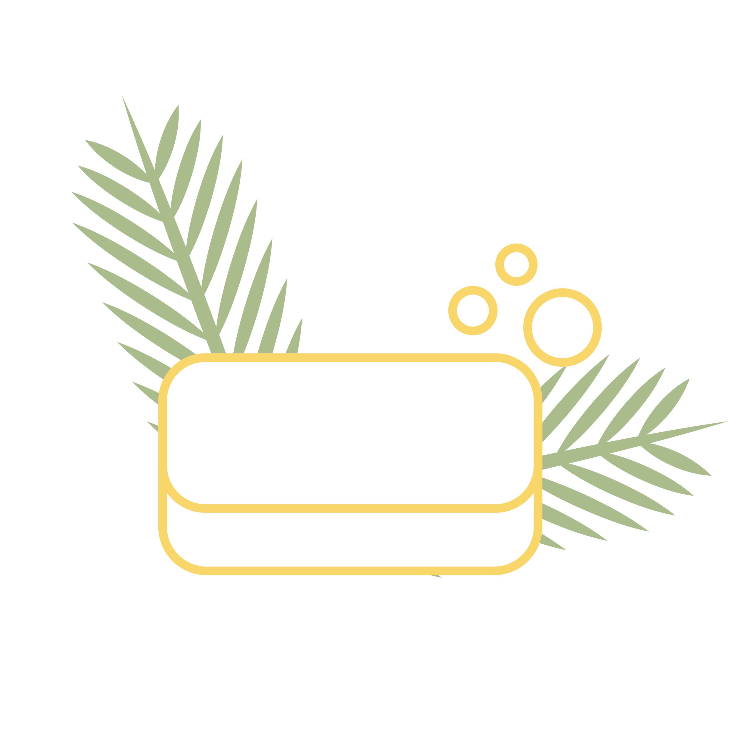Savons solides avec palme